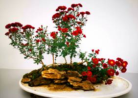 藝菊造型--盆景菊